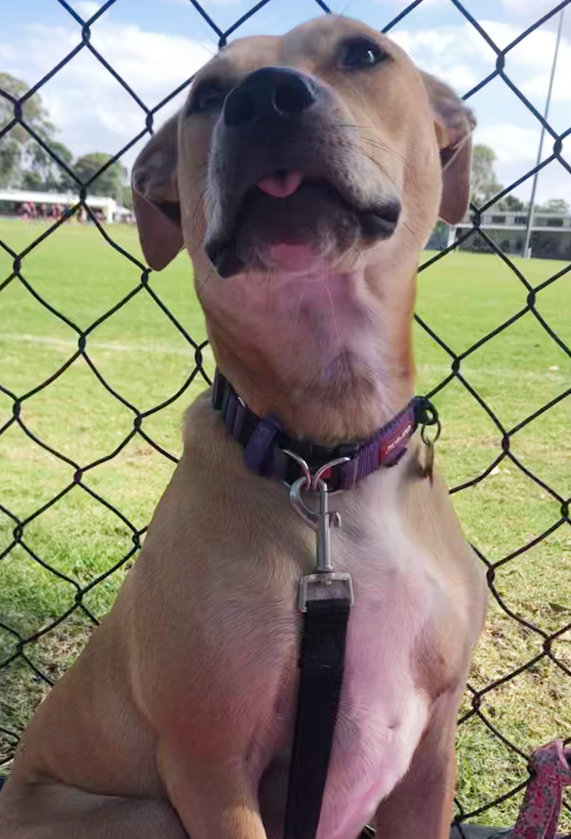 honey gets second chance rspca inspectorate